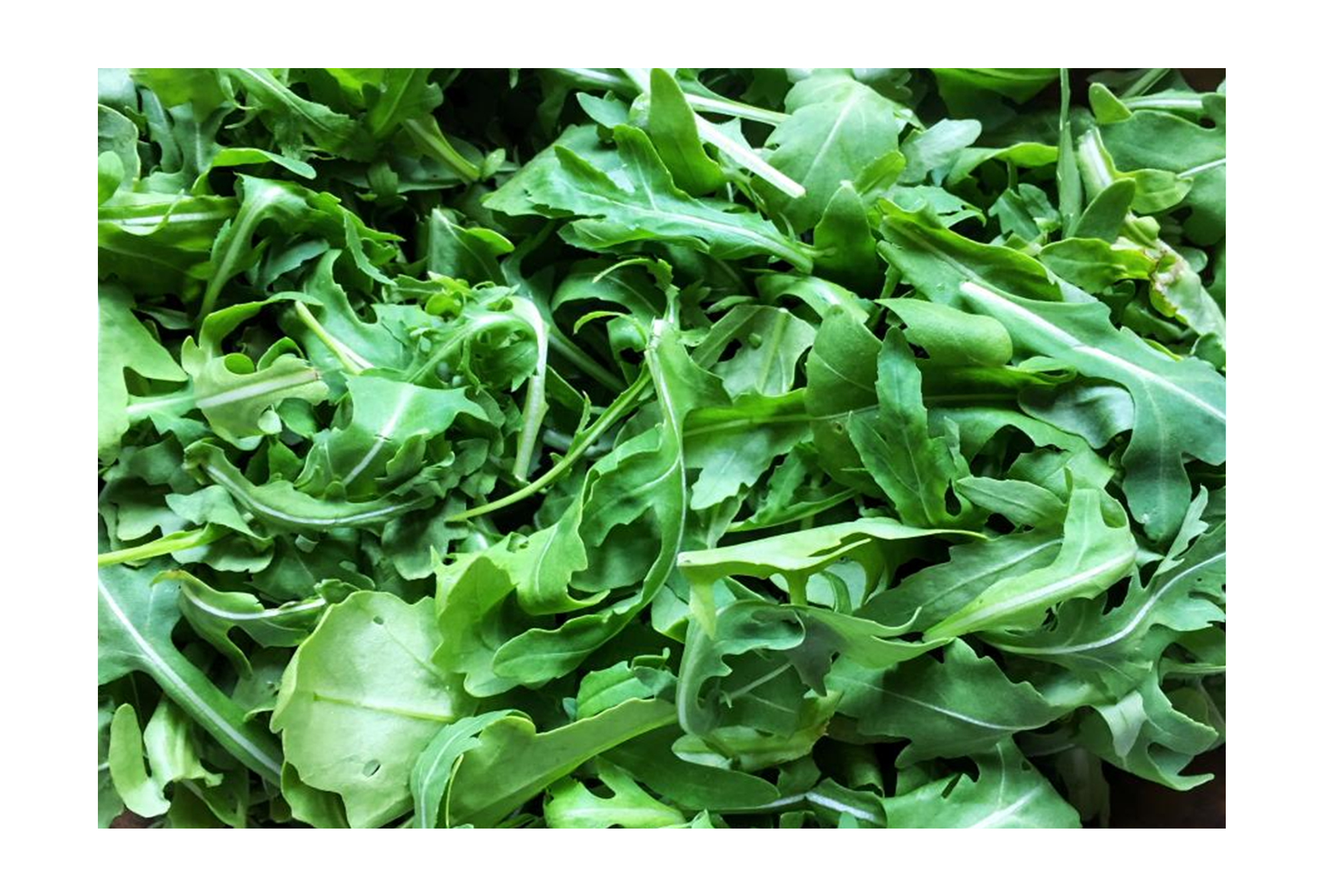 Fresh arugula leaves naturally high in nitrates for nitric oxide and erection support in VasoFuel