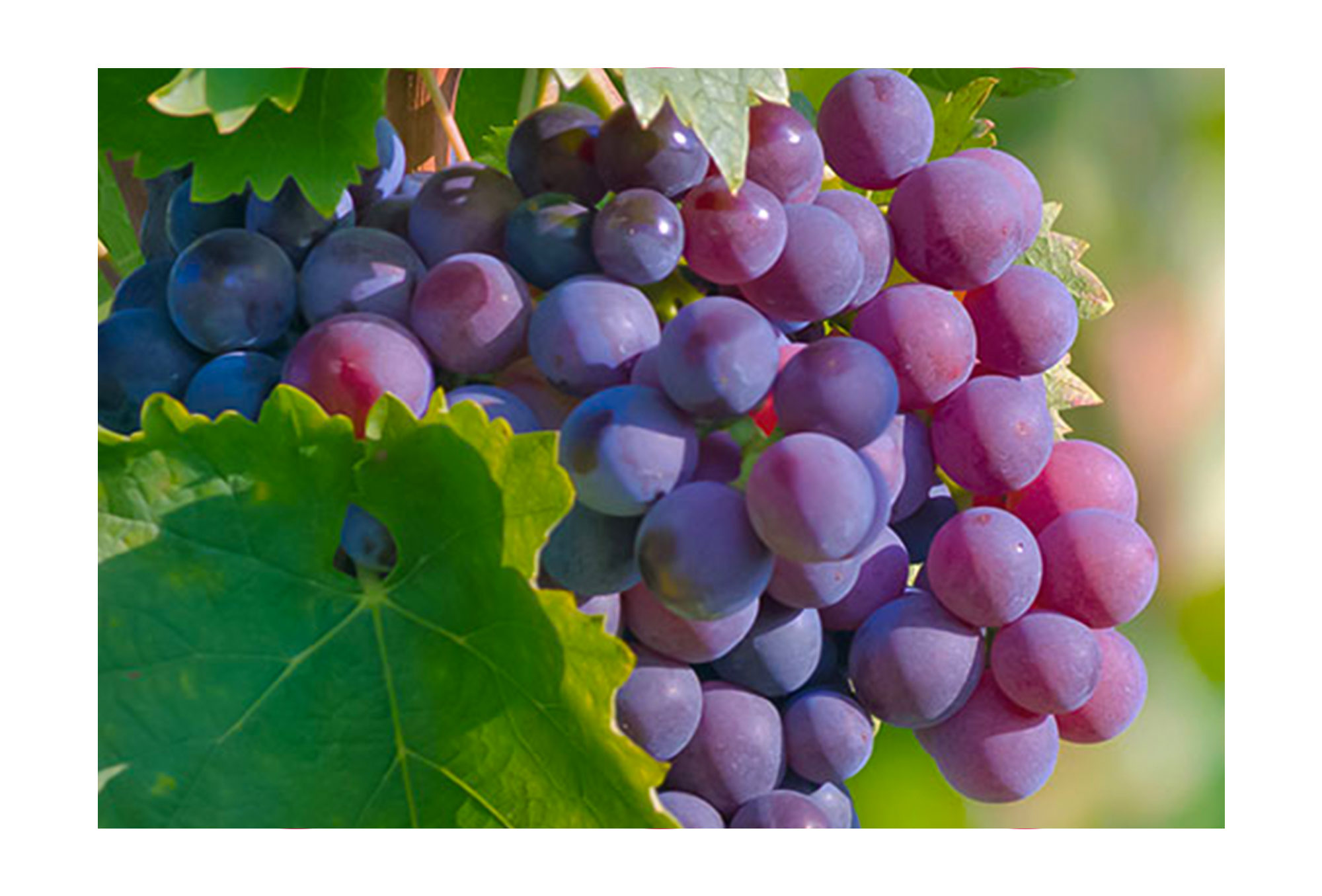 Grape seed extract rich in antioxidants to improve blood flow and erection support in VasoFuel drinks