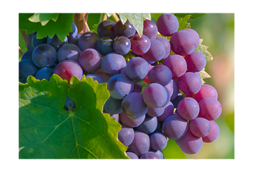 Grape seed extract rich in antioxidants to improve blood flow and erection support in VasoFuel drinks